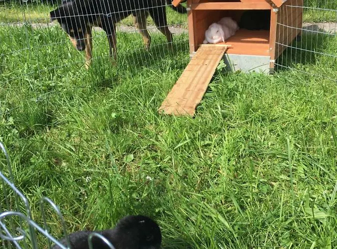 Beim Rohrer Kirchberg in Tirol